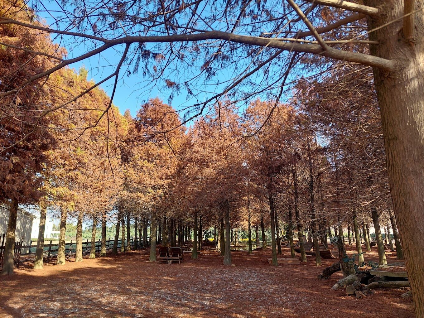 2025落羽松賞景攻略｜台灣秘境絕美景點推薦