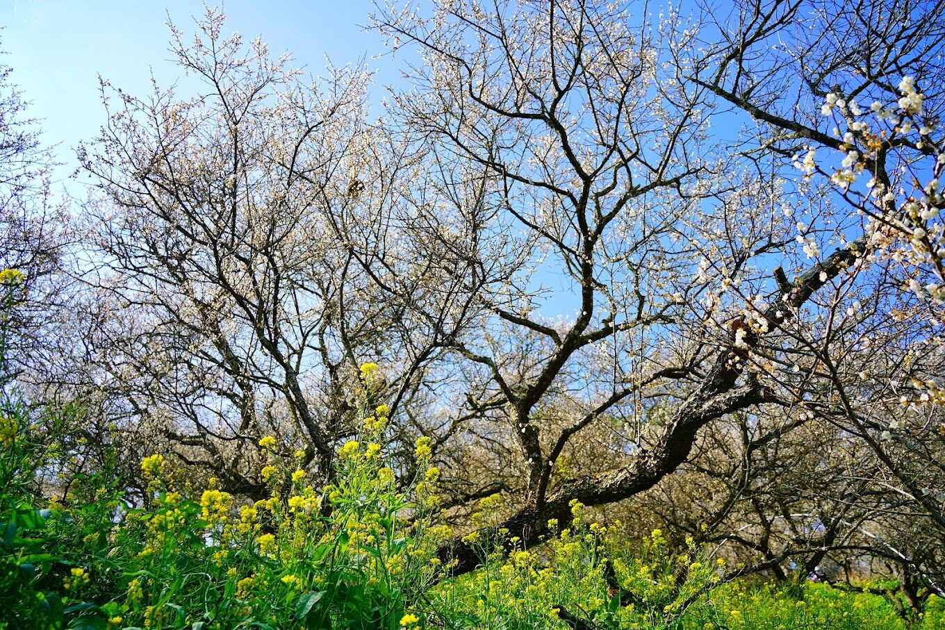 國姓景點隱藏秘境探險指南 - 探索未被發現的自然美景