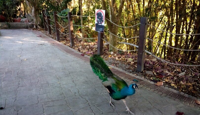初學者適合的台中景點大坑步道：揭開每條步道的魅力