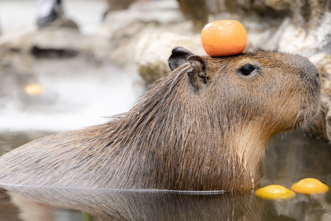 宜蘭親子景點必遊:自然與文化的雙重探索