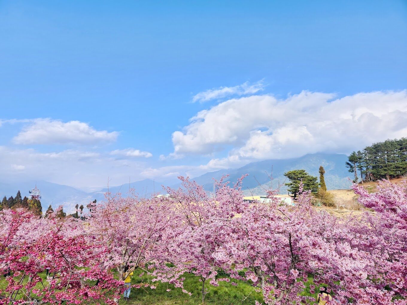 福壽山農場必遊景點與最佳拍攝地點全攻略