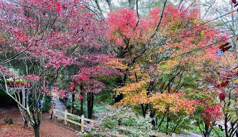 福壽山農場必遊景點與最佳拍攝地點全攻略