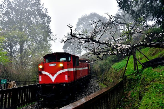 阿里山森林遊樂區櫻花季景點指南