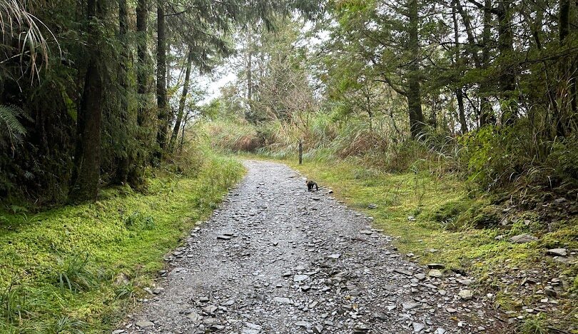 太平山國家森林遊樂區必訪景點