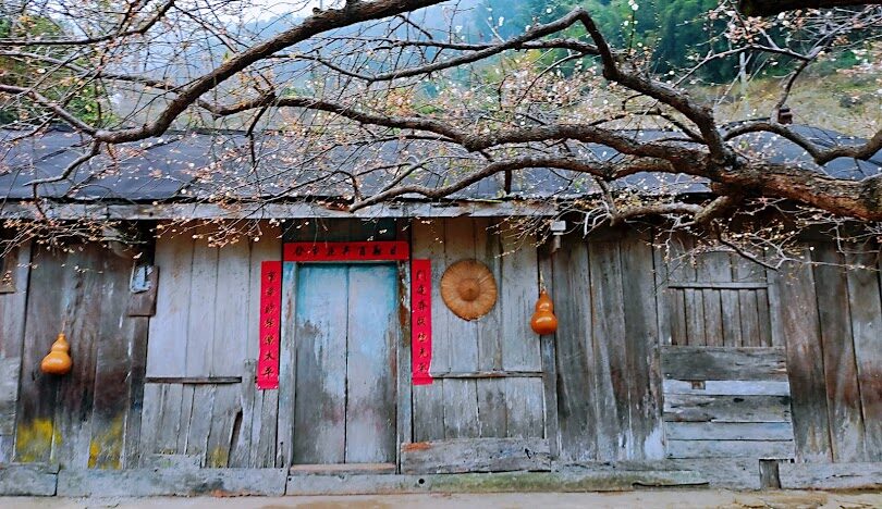 蔡家梅園歷史探索：揭開百年梅花園的神秘