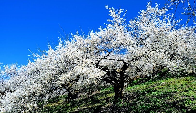 蔡家梅園歷史探索：揭開百年梅花園的神秘