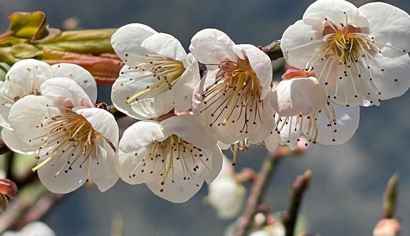 蔡家梅園歷史探索：揭開百年梅花園的神秘