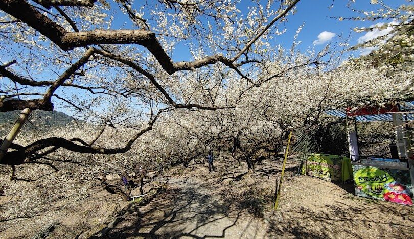 蔡家梅園歷史探索：揭開百年梅花園的神秘