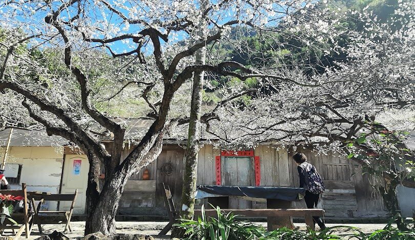 蔡家梅園歷史探索：揭開百年梅花園的神秘