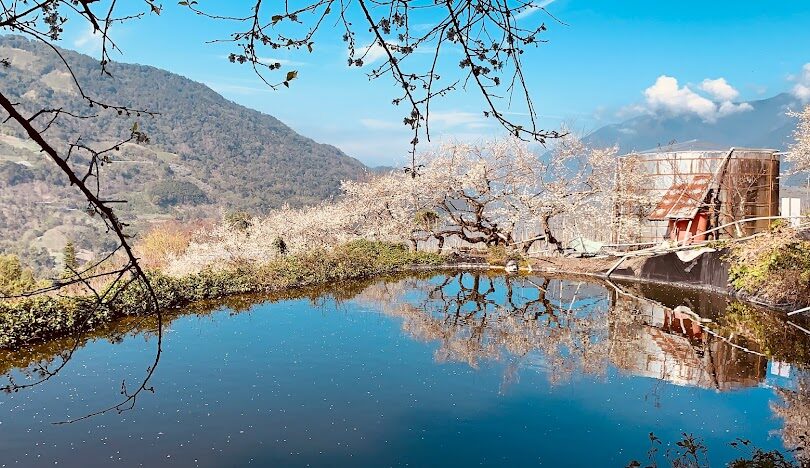 蔡家梅園歷史探索：揭開百年梅花園的神秘