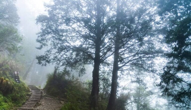 宜蘭景點推薦：太平山國家森林遊樂區最佳觀景時間