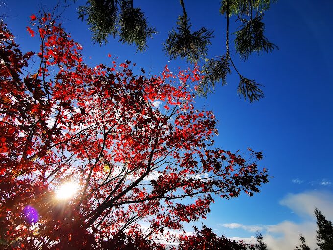 宜蘭景點推薦：太平山國家森林遊樂區最佳觀景時間