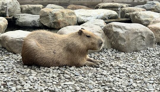 蘭陽動植物王國：探索台灣的生態奇觀，發掘獨特的生物多樣性