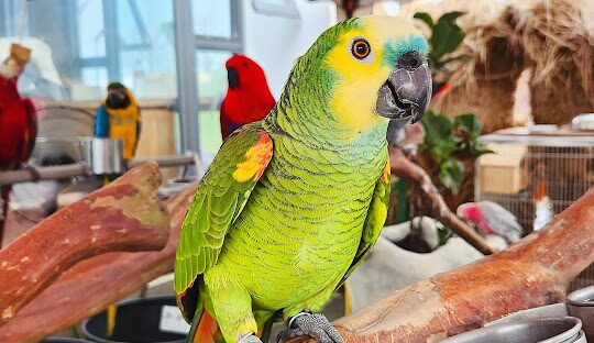 蘭陽動植物王國：探索台灣的生態奇觀，發掘獨特的生物多樣性