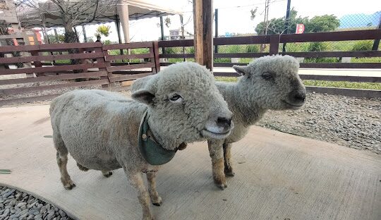 蘭陽動植物王國：探索台灣的生態奇觀，發掘獨特的生物多樣性