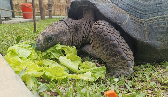 蘭陽動植物王國：探索台灣的生態奇觀，發掘獨特的生物多樣性