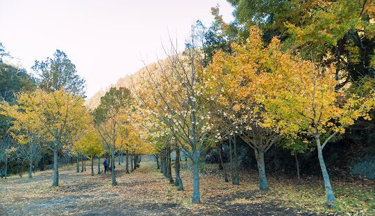 銀杏森林最佳旅行時間與地點：觀賞秋季金色美景的精選指南