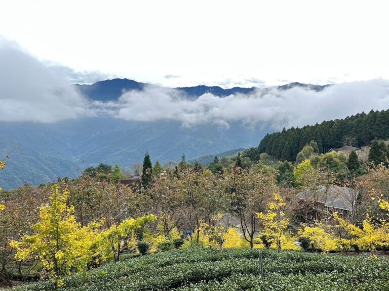 銀杏森林最佳旅行時間與地點：觀賞秋季金色美景的精選指南