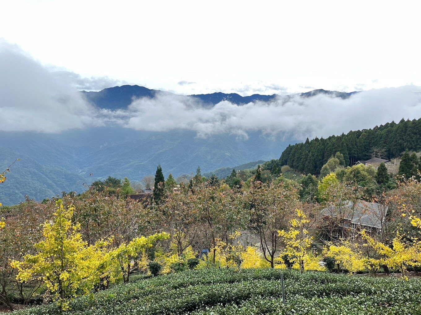 銀杏森林最佳旅行時間與地點：觀賞秋季金色美景的精選指南