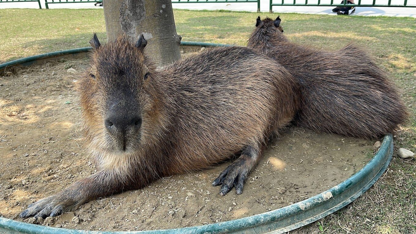 九九峰動物樂園的評論：獨特動物展覽與家庭友善活動大揭密