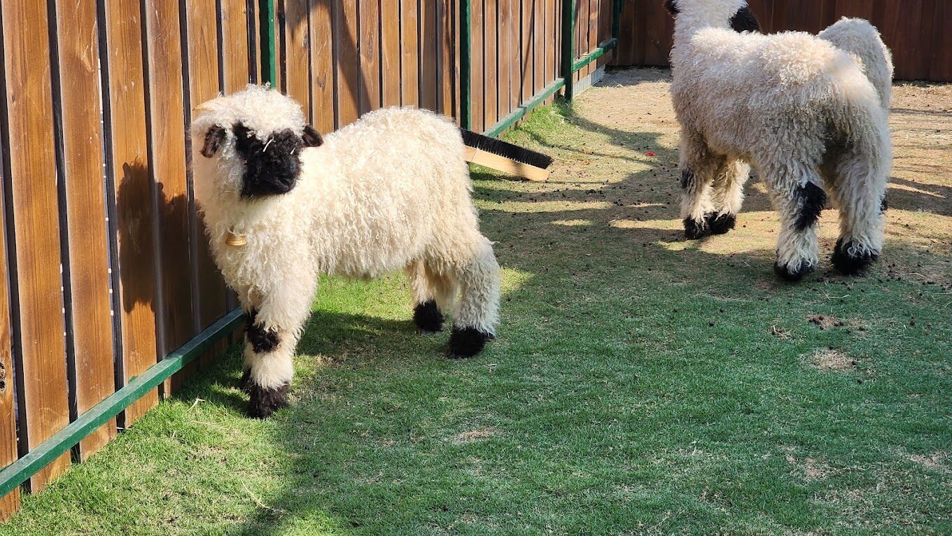 九九峰動物樂園的評論：獨特動物展覽與家庭友善活動大揭密