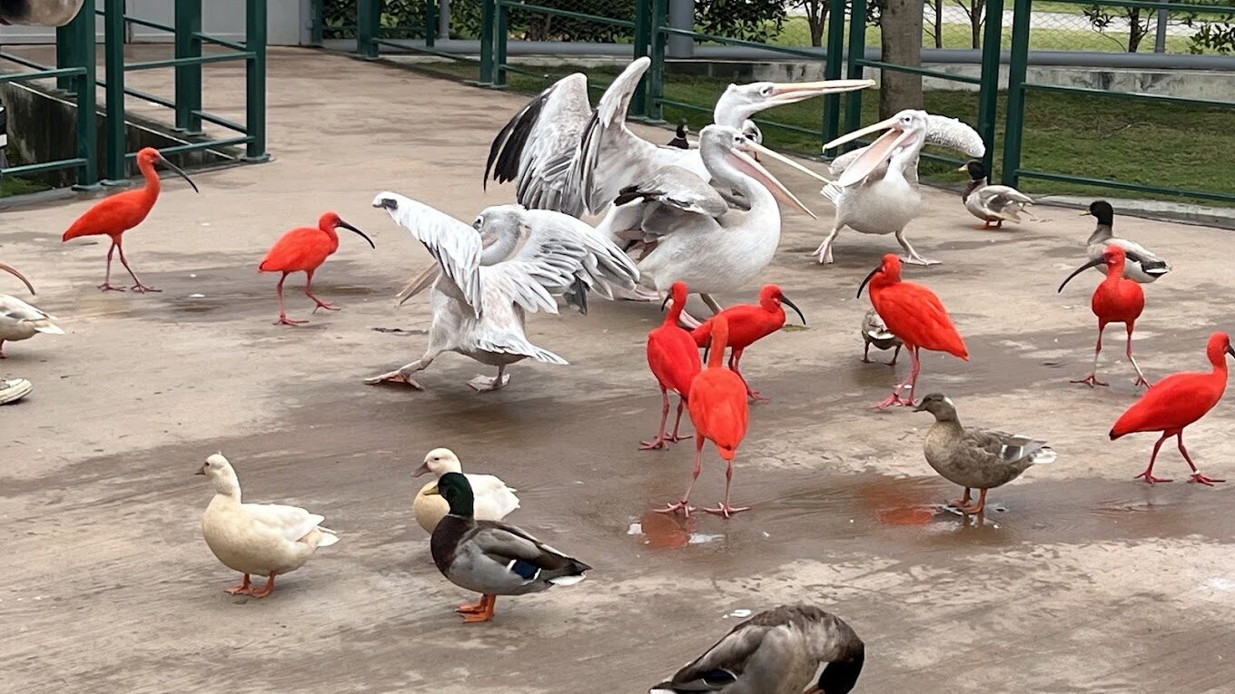 九九峰動物樂園的評論：獨特動物展覽與家庭友善活動大揭密