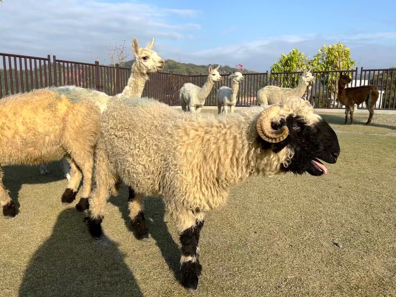 九九峰動物樂園的評論：獨特動物展覽與家庭友善活動大揭密