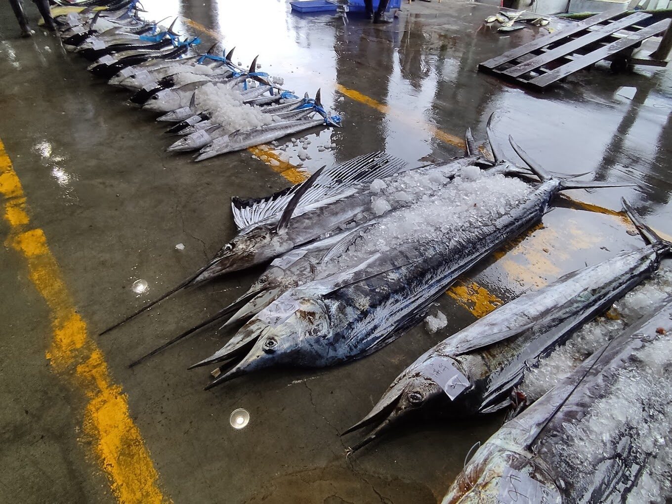 台東成功漁港必訪景點：最佳海鮮餐廳與活動指南，規劃台東三天兩夜行程