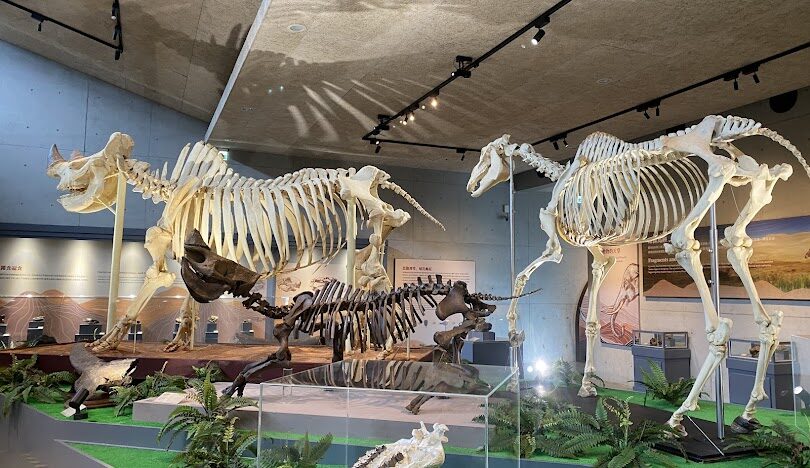 左鎮化石園區導覽:全方位探索的旅遊攻略