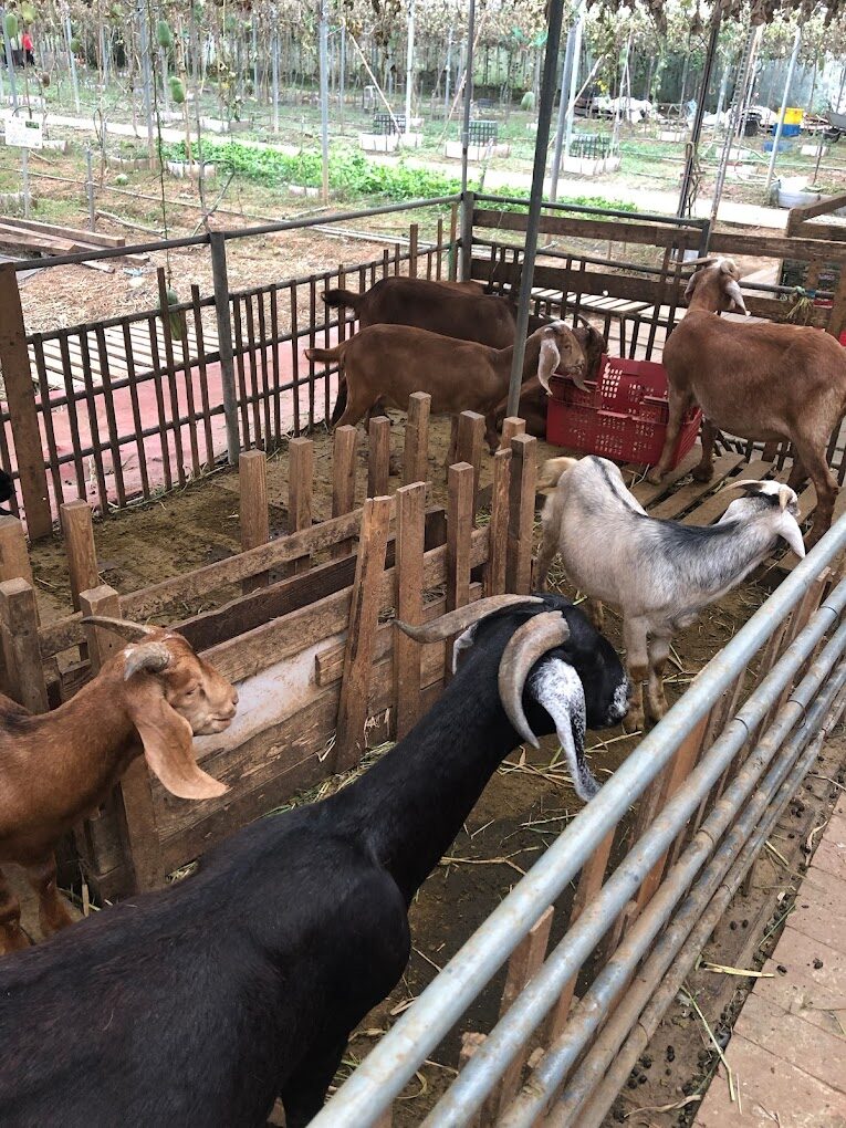 竹圍漁港必吃美食推薦 - 當地人最愛的美味指南