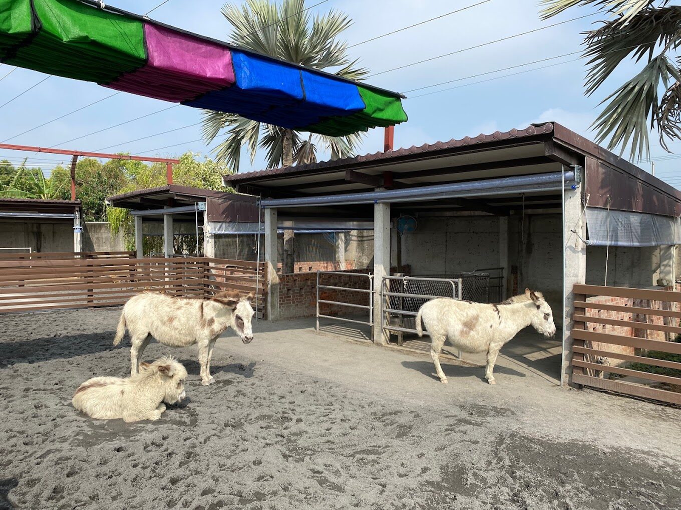 親子同樂：三隻小豬觀光農場的最佳親子活動介紹