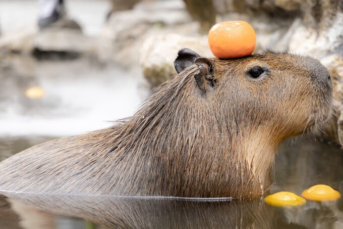 宜蘭農場推薦：最佳親子遊攻略，探索自然與戶外體驗