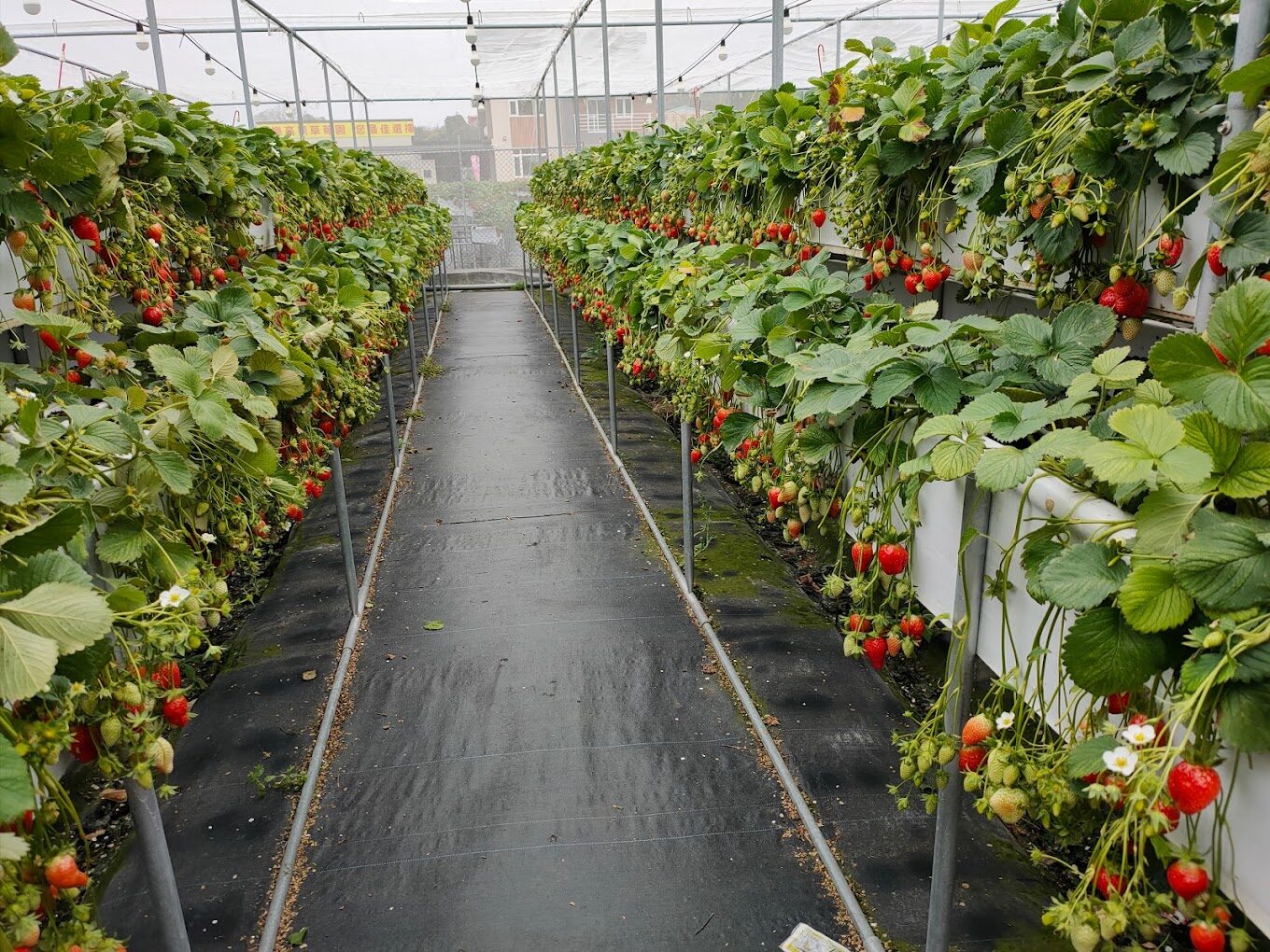 苗栗親子必訪景點：探索自然與歷史的完美一日遊