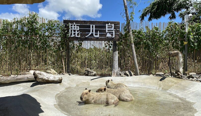 墾丁鹿ㄦ島水豚生態園區的評論：最佳訪問時間