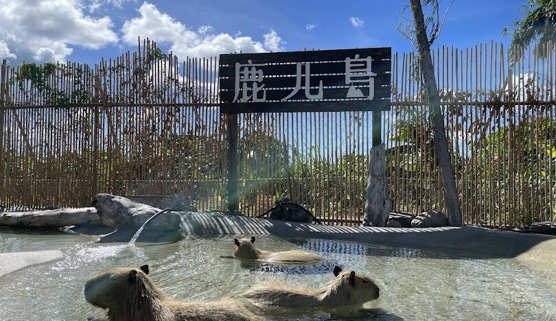 墾丁鹿ㄦ島水豚生態園區的評論：最佳訪問時間