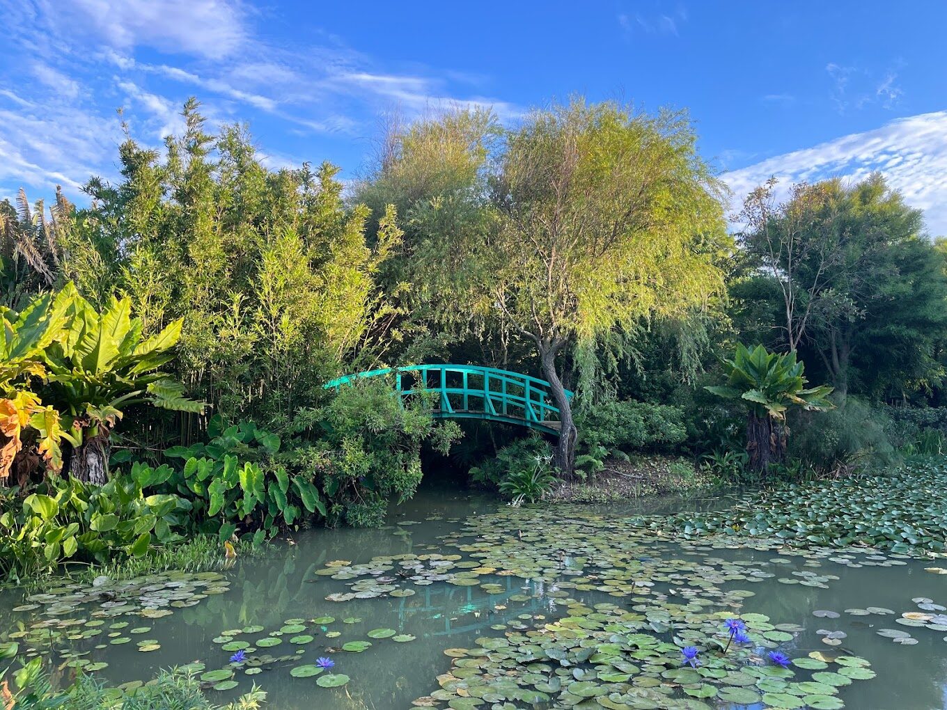 蓮花與木橋的花園景致