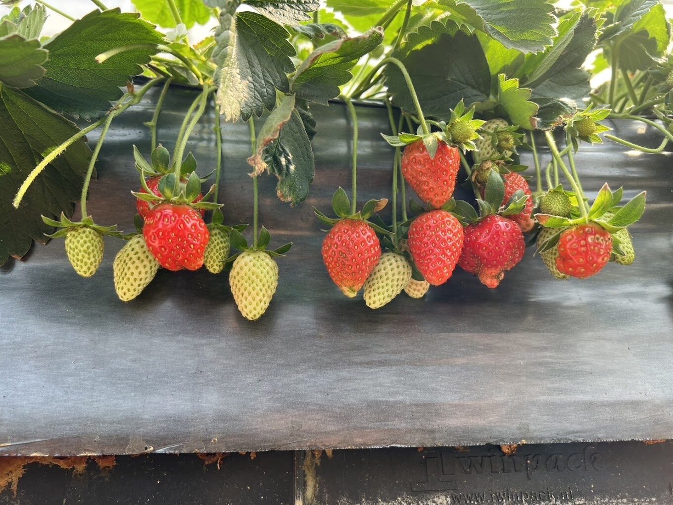 草莓園採果活動