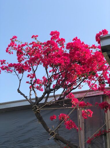 花卉市場與園藝商品展示