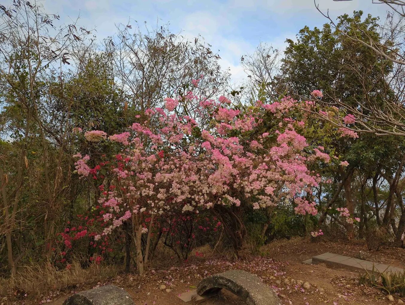 台東親子景點：自然景點推薦——三仙台與鯉魚山的一日遊攻略