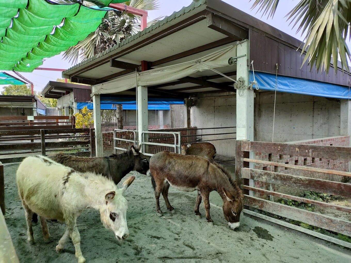 親子同樂：三隻小豬觀光農場的最佳親子活動介紹