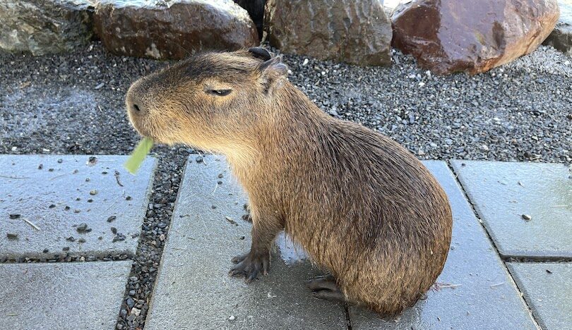 星夢森林劇場歷史揭秘：起源與重大里程碑