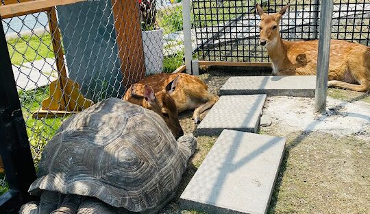 星夢森林劇場歷史揭秘：起源與重大里程碑