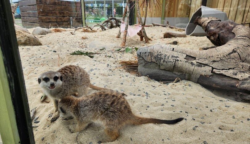 星夢森林劇場歷史揭秘：起源與重大里程碑