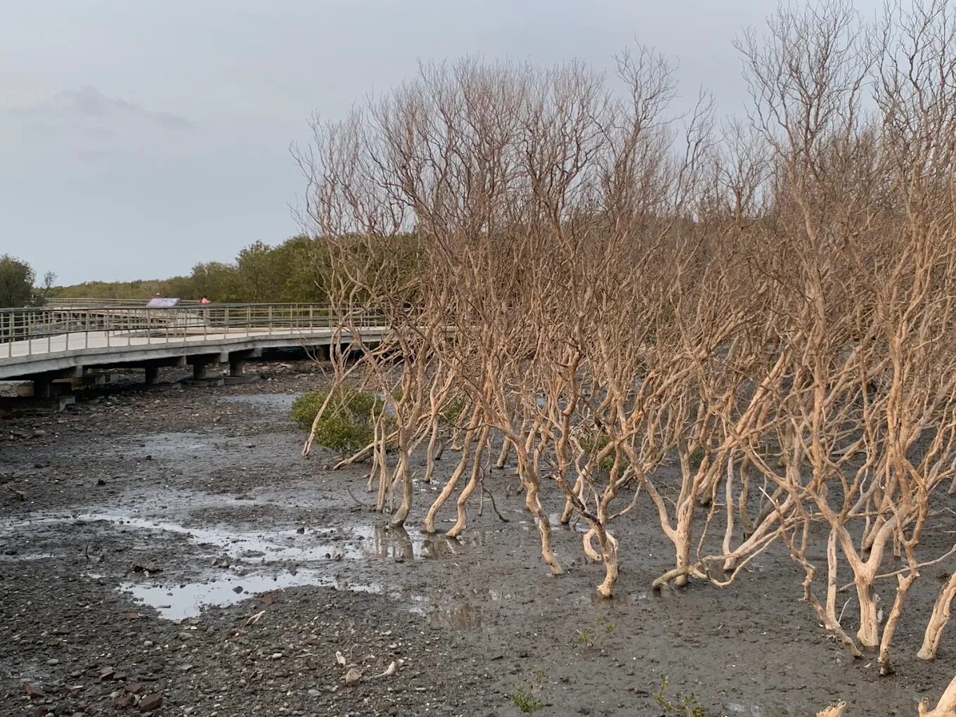 芳苑海空步道設計理念揭秘：自然與藝術的完美融合