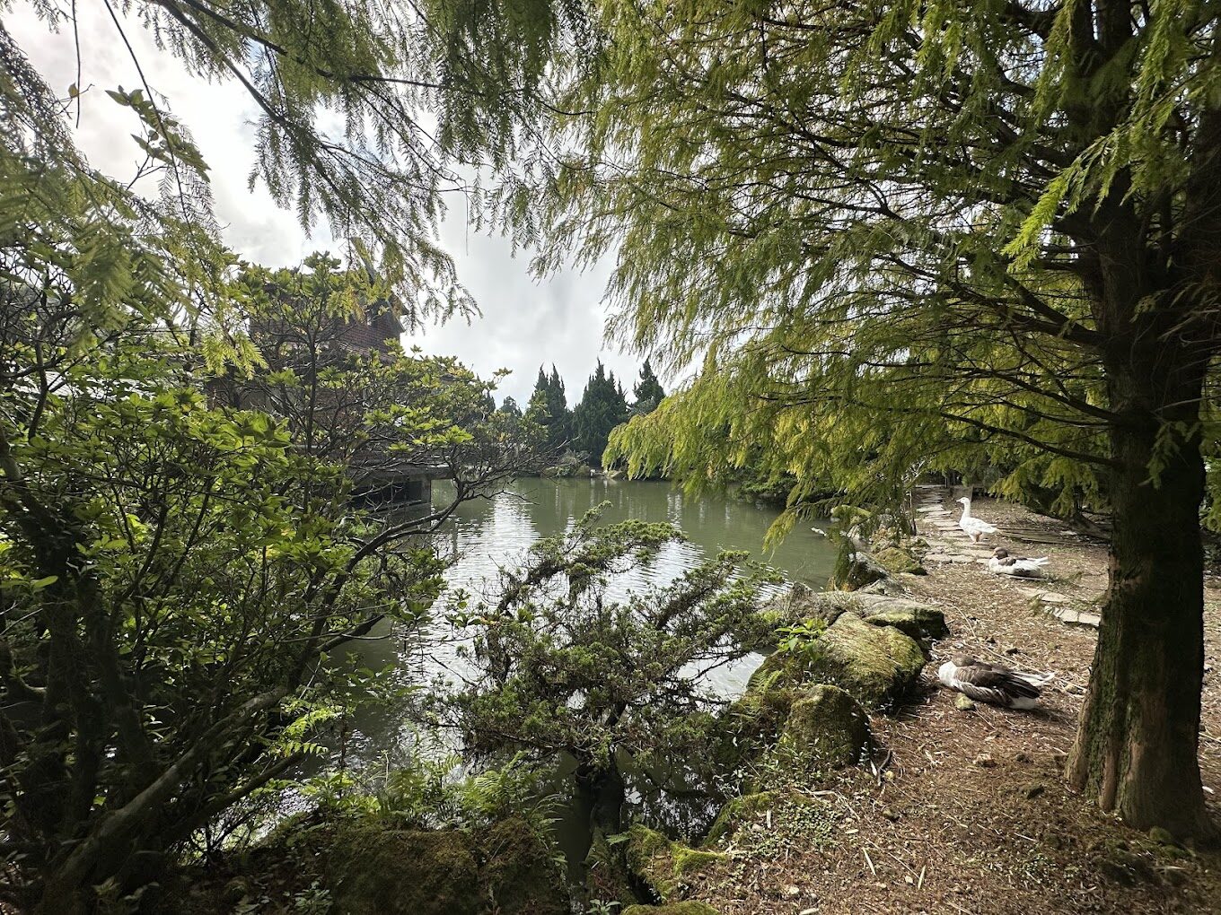 台灣美食：探索冠宸食館不容錯過的經典小吃