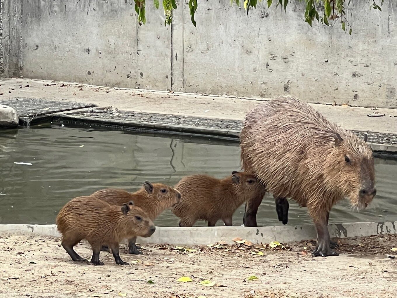 親子同樂：三隻小豬觀光農場的最佳親子活動介紹