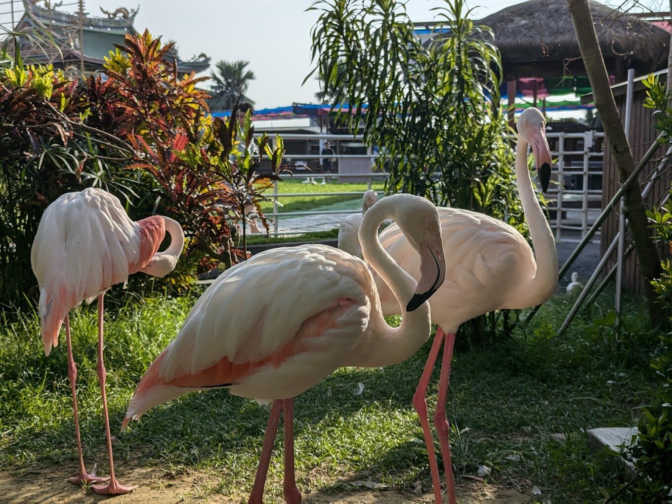 親子同樂：三隻小豬觀光農場的最佳親子活動介紹