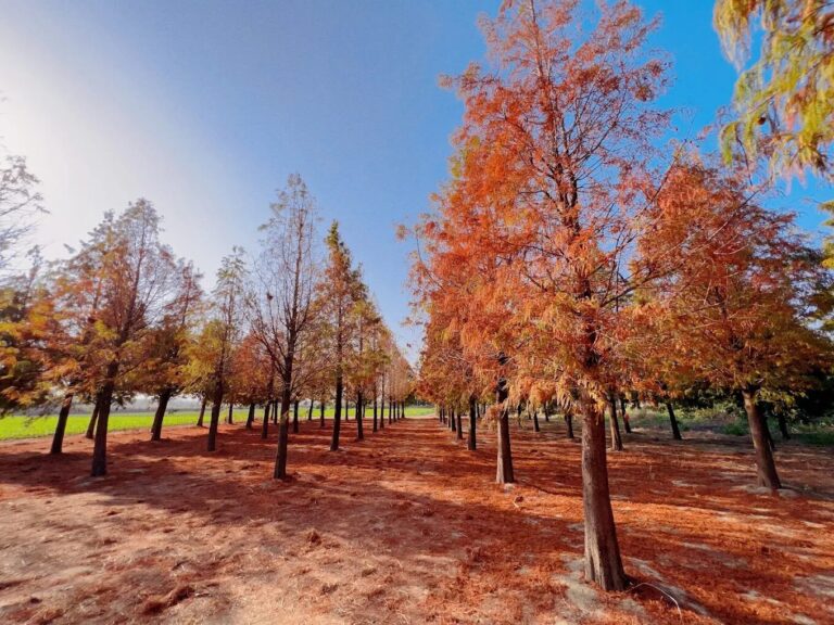 探索雲林景點的農村體驗：最佳生態旅遊景點推薦