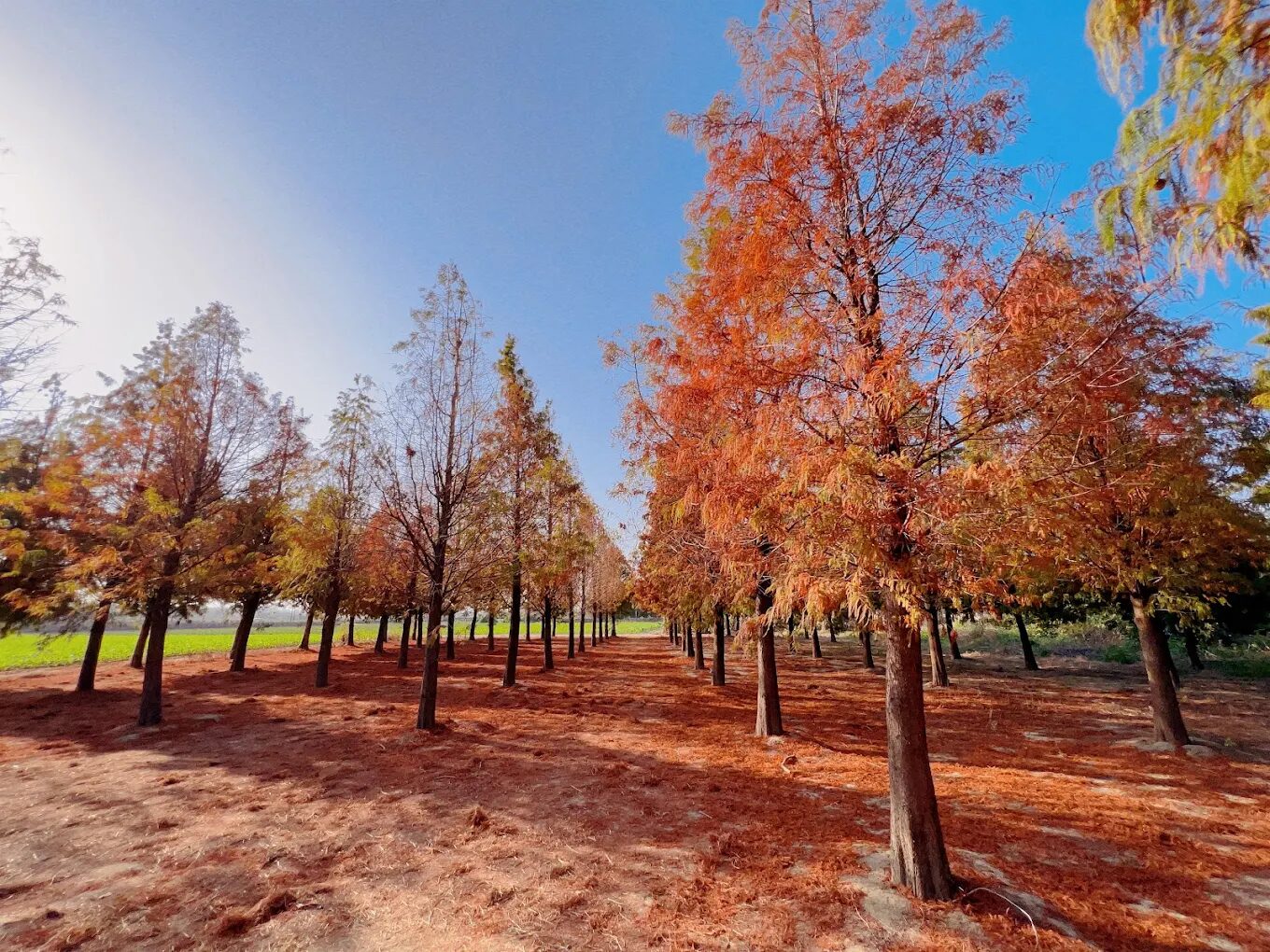 探索雲林景點的農村體驗：最佳生態旅遊景點推薦