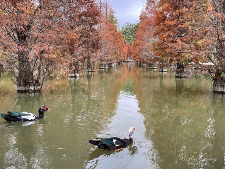 三灣落羽松祕境探索：最佳季節與攝影技巧揭密